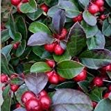 Heirloom Red Wintergreen Fruit Seeds for Planting - Grow This Hardy Berry for a Vibrant Garden, GMO Free